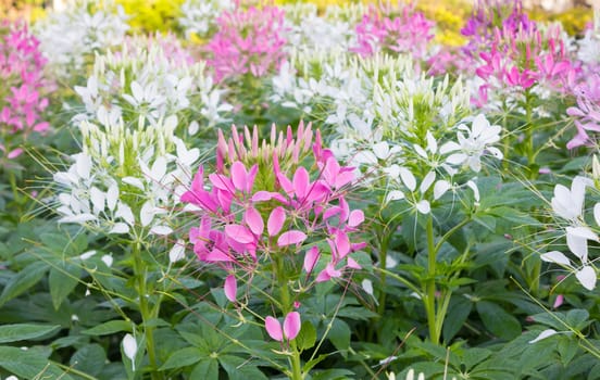 Pink and White Cleome or Spider Flowers