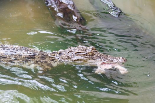 small crocodile eating raw chicken