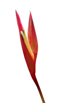 heliconia flower isolated on white background