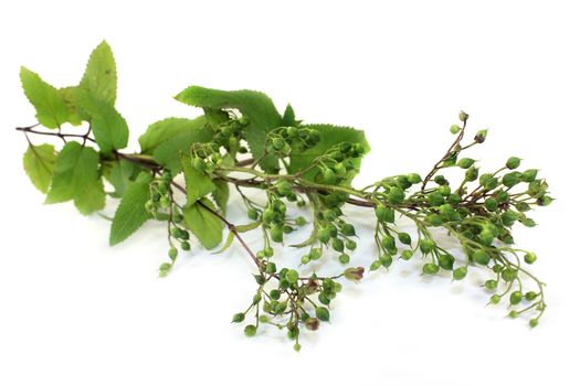Chinese medicinal herb on a white background