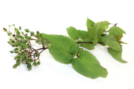 Chinese medicinal herb on a white background