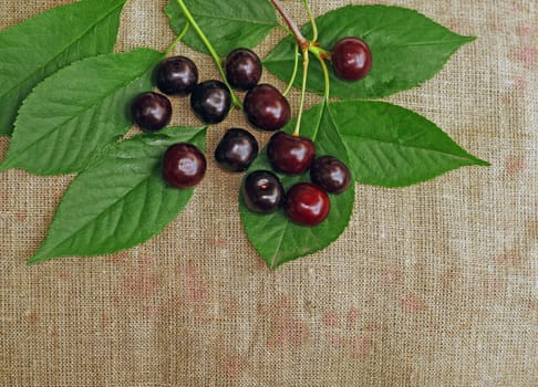 Ripe cherry on the rough fabric as the background                               