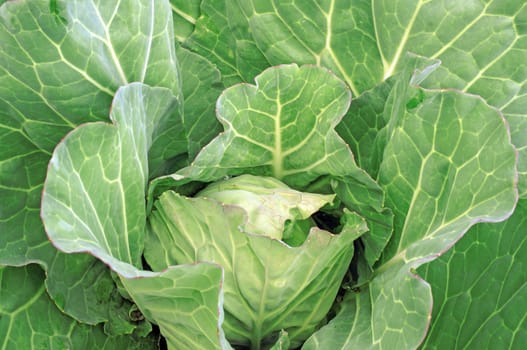 Big green cabbage in the garden as a background                                    