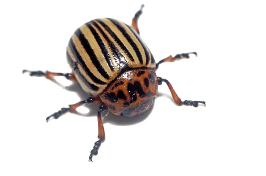 Large potato beetle close up isolated                               