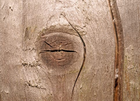 Texture of the old gray boards with a deep slit and knot                               