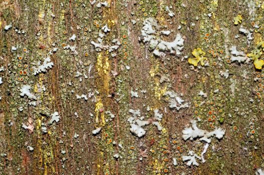 Old board with moss, lichen and fungus as background                               