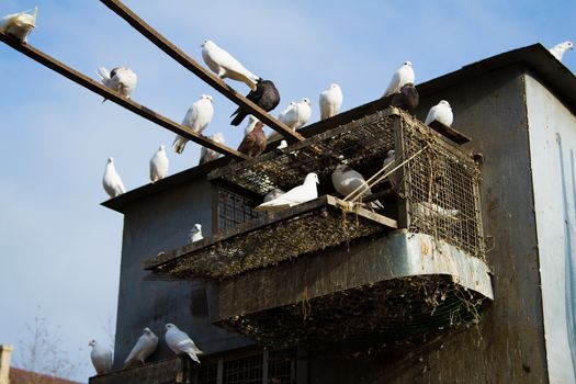 Black and white doves. Dovecote on the roof