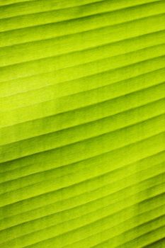 Green banana leaf texture background