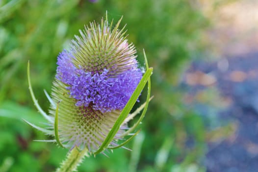 Close-up image of a colourful Wild Teasel.