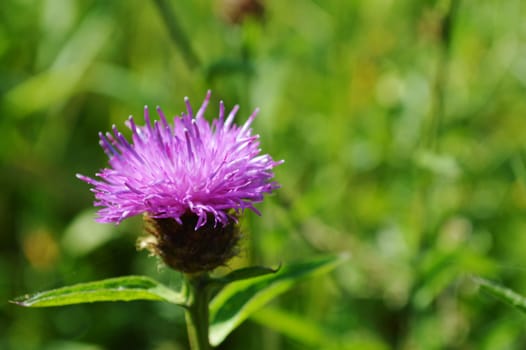 Close-up image of a purple flowering Knapweed.