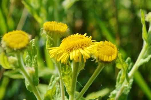 Close-up image of yellow flowering Fleabane.