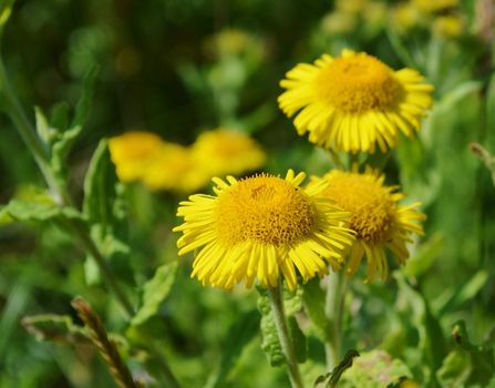Close-up image of the yellow flowering Fleabane.