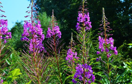 Close-up image of Rosebay Willowherb.