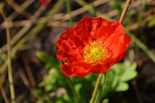Close-up image of a colourful Iceland Poppy.
