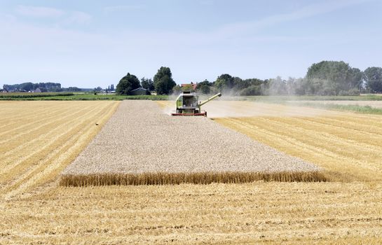 farmer busy harvesting wheat in holland
