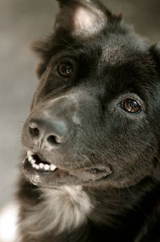 Black dog head shot portrait