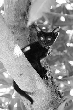 Black kitty cat on tree in black and white style