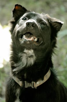 Black dog head shot portrait