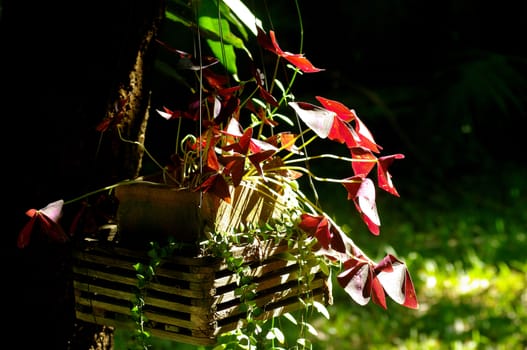 Indian park, Nice plant in hanging pot in garden