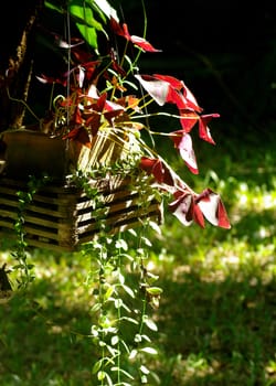 Indian park, Nice plant in hanging pot in garden