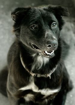 Black dog portrait