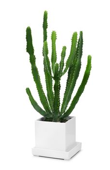 Cactus growing in modern pot, isolated on white