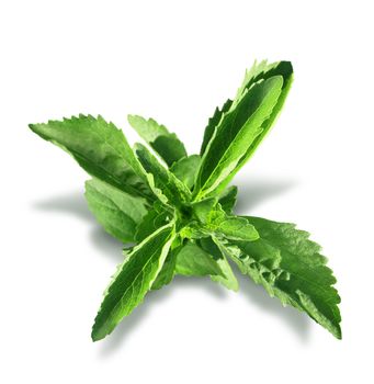 Stevia plant sweetener leaves isolated on white background