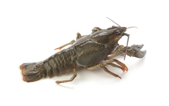 Alive isolated crawfish on the white background