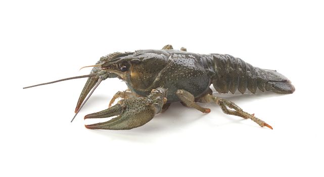 Alive isolated crawfish on the white background