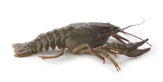 Alive isolated crawfish on the white background