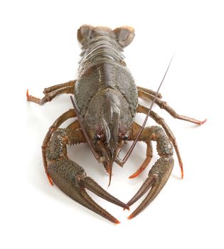 Alive isolated crawfish on the white background