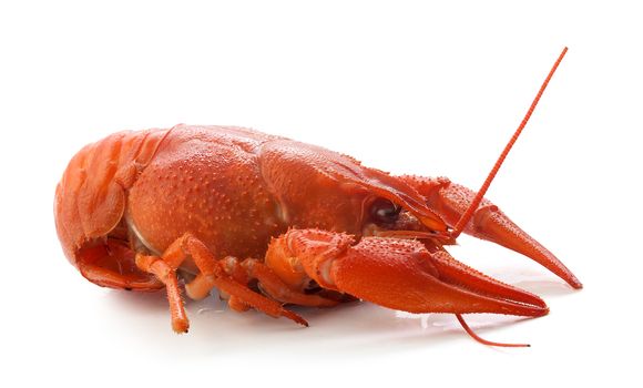Isolated red boiled crawfish on the white background