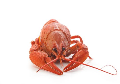 Isolated red boiled crawfish on the white background