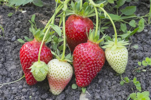 Strawberry plantation close up: bunch of strawberries.