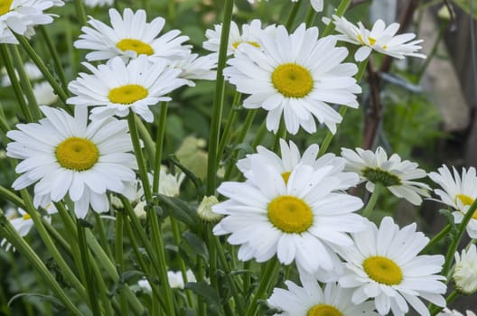 White flower background, summer flower - close up image