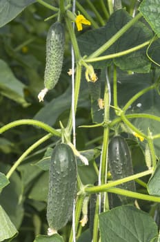 Cucumber plant in green house, flower and fruit.