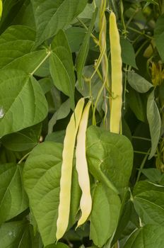 Kidney bean plant in the hot house