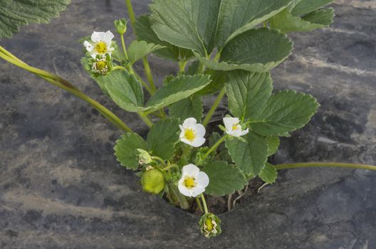 Strawberry plant flower in a green house