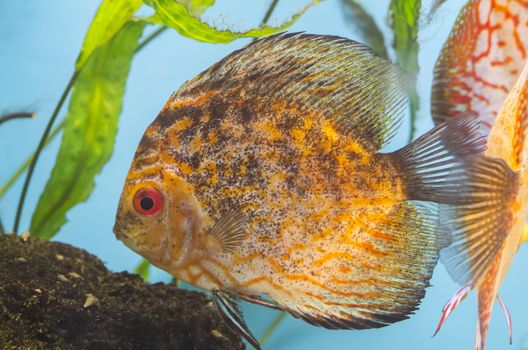 Orange fish in the aquarium with green plants.