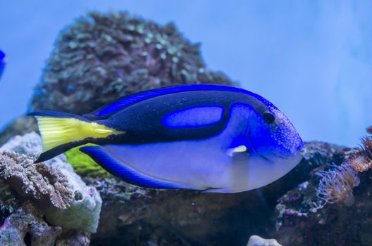 Blue Tang fish in a aquarium with coral reef  on background