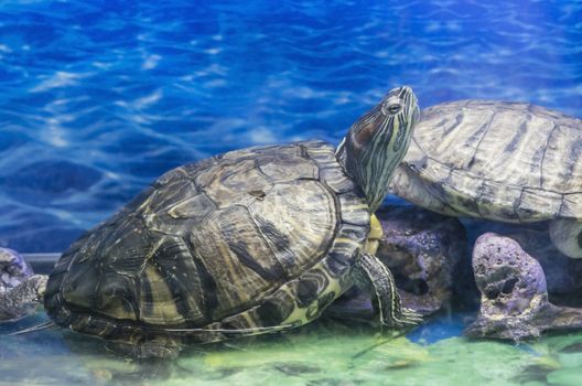 Close up image of a sea turtle, and blue water behind.