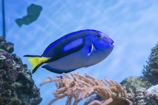 Blue tang fish swimming and coral reef background