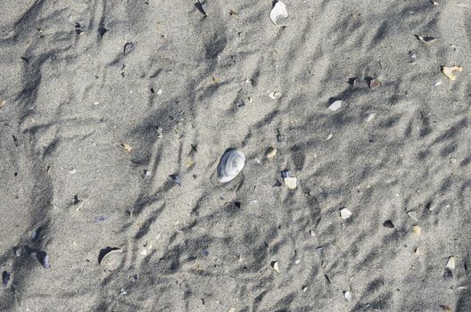 Sand beach with seashells as background, close image