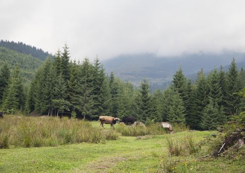 Cow pasturing in Carpathian mountains in a foggy day