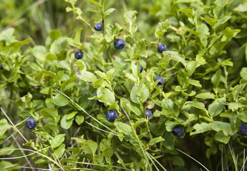 Close-up of wild growing blueberry bush with berries