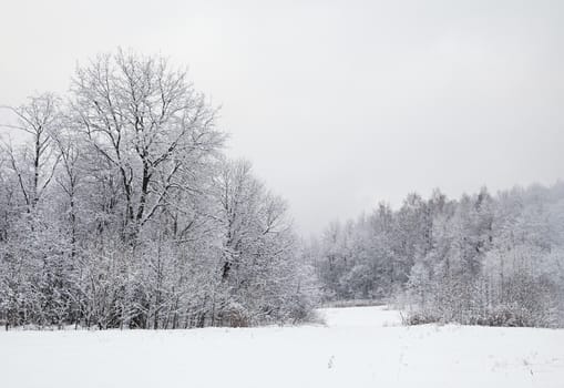 A path between trees covered with snow