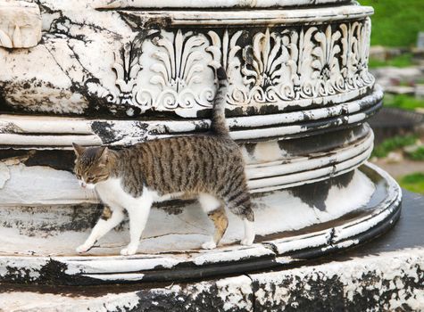 Cat on a ruin of an ancient greek town Ephesus