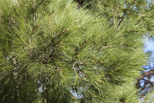 Close-up of green conifer branches in summer