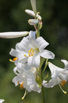 single stem with booming flowers od lilium on green background