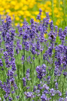 field of blooming violet lavender 